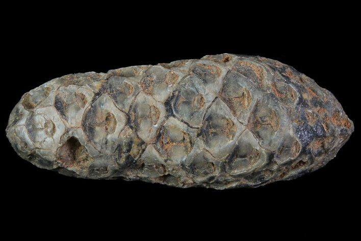 Agatized Seed Cone (Or Aggregate Fruit) - Morocco #68739